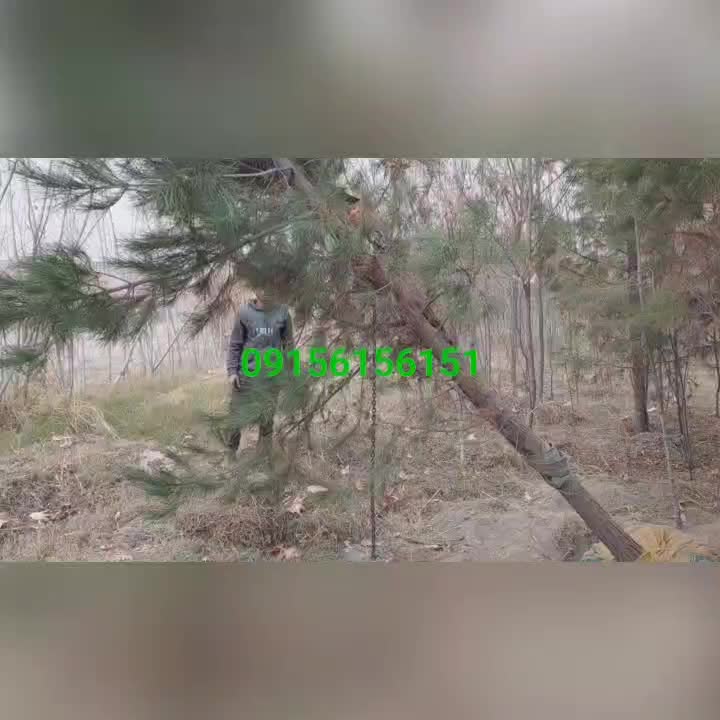 نهال و درخت کاج ارتفاع از ۳ متر تا۸متر تولید مشهد|خدمات باغبانی و درختکاری|مشهد, خین عرب|دیوار