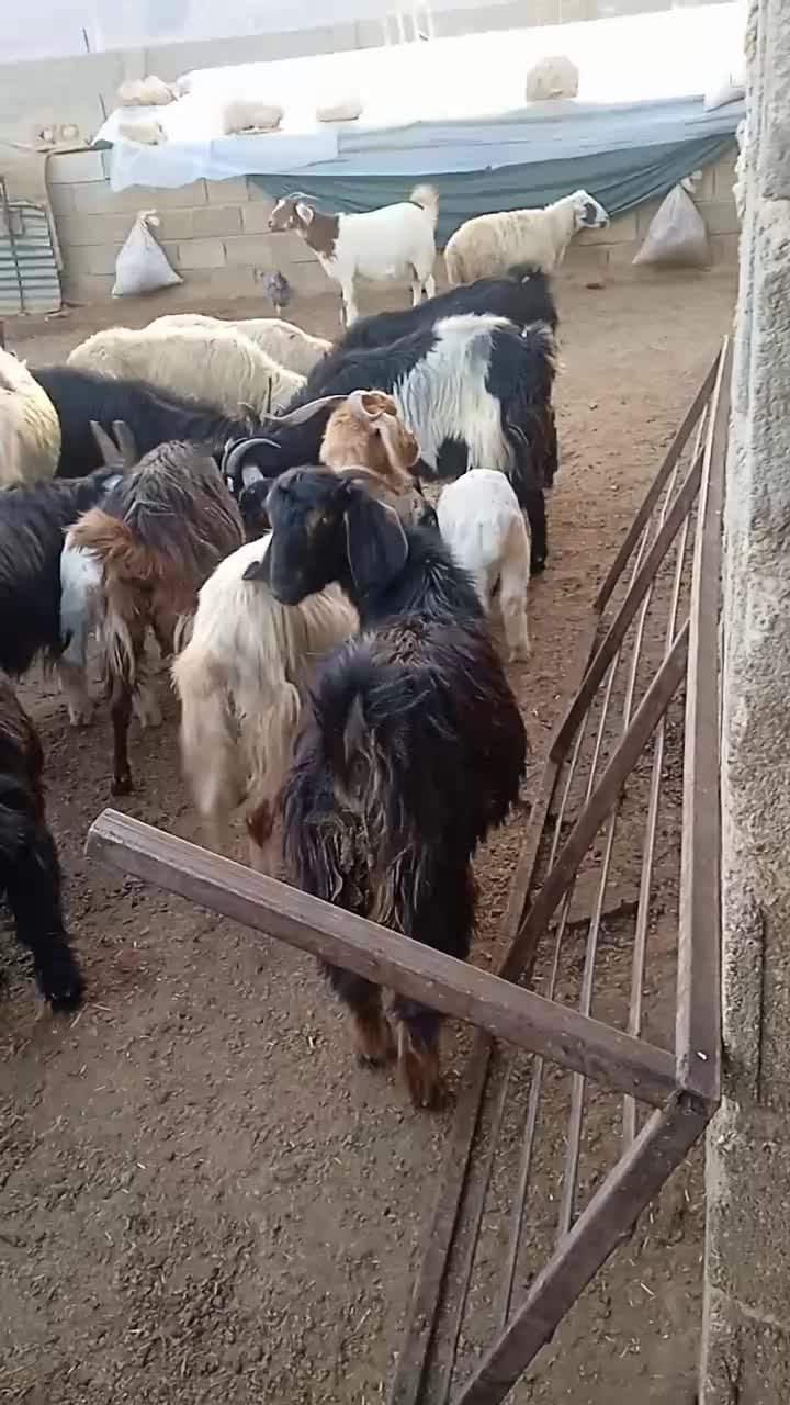 فروش|حیوانات مزرعه|سروستان, |دیوار