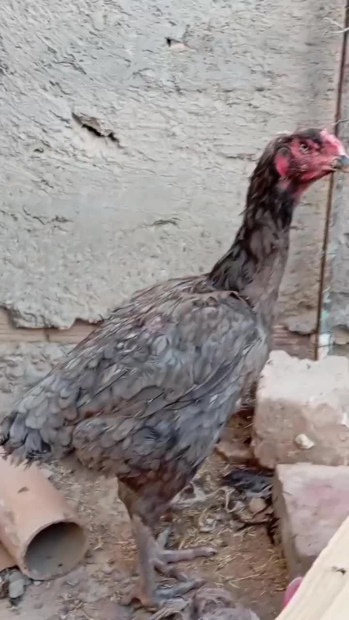 مرغ خروس لاری طوسی جفت طاوس|حیوانات مزرعه|بیرجند, |دیوار