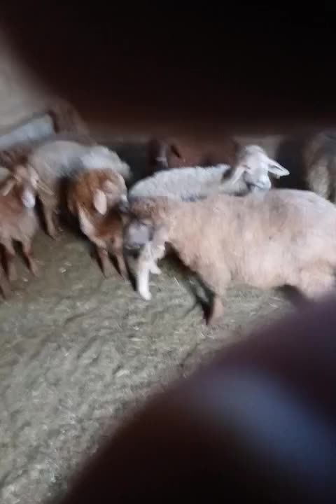 ۹عددبره نروماده کم وزن ۲۷الی ۳۰ کیلومغان|حیوانات مزرعه|شهریار, شهرک بهاران (ویره)|دیوار