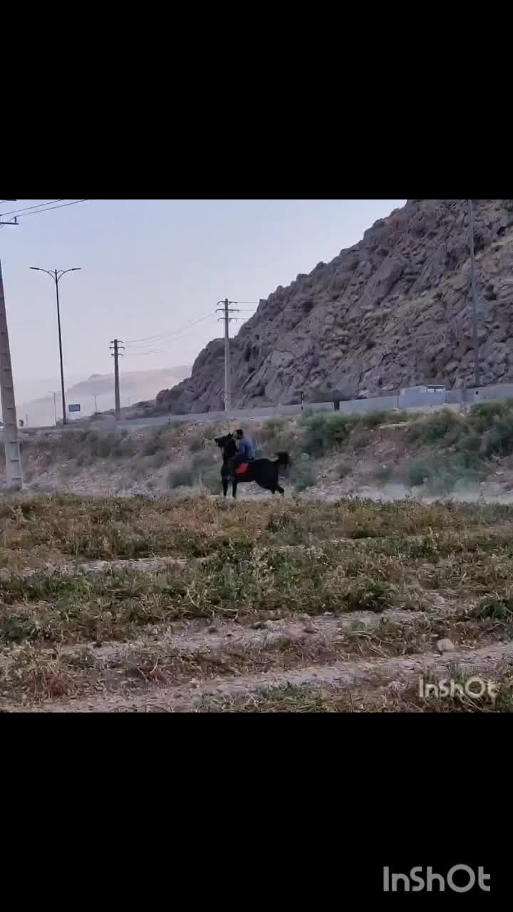 اسب|اسب و تجهیزات اسب‌سواری|اصفهان, شاهزاده ابراهیم|دیوار