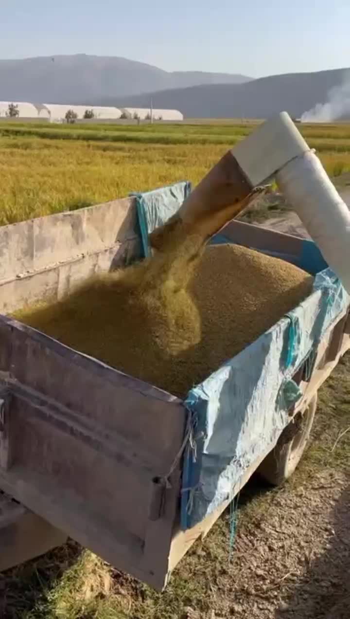 برنج کامفیروزی و نیم دونه|خوردنی و آشامیدنی|صدرا-فارس, فاز ۲|دیوار