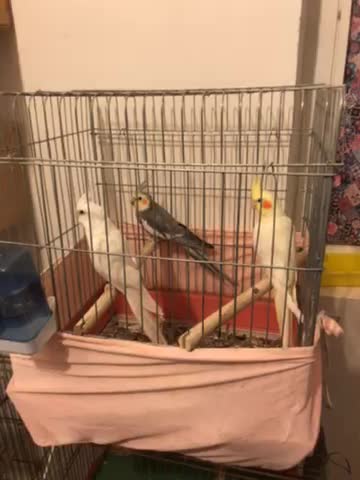 فروش عروس هلندی|پرنده|بندرعباس, |دیوار