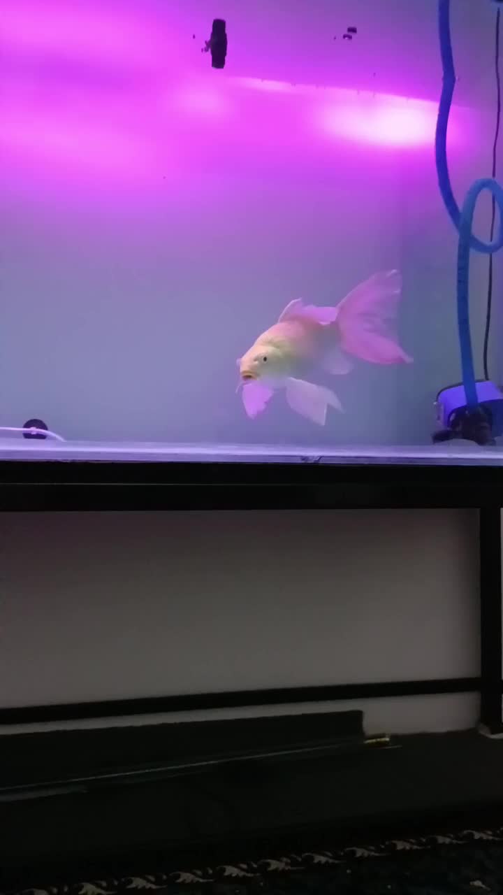 کوی یامابوکی باله بلند اصل|ماهی|قم, انصار‌الحسین|دیوار