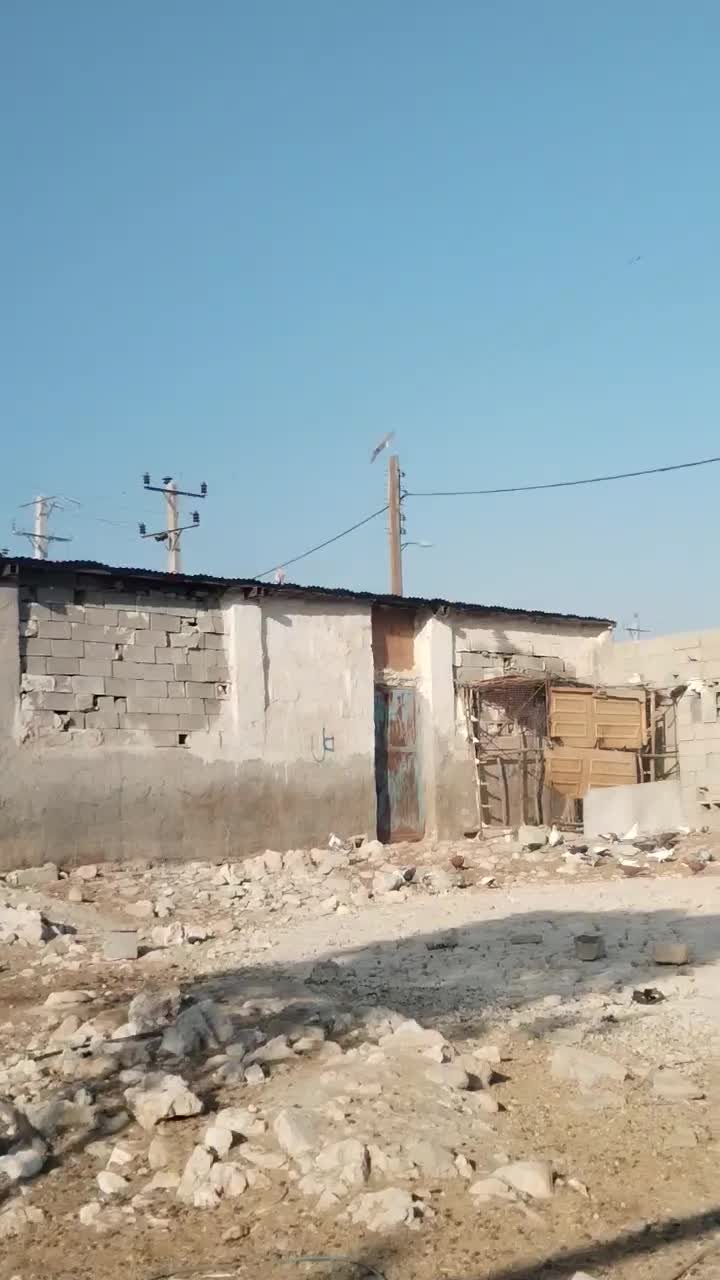 کبوتر دمبی نروماده|پرنده|بهبهان, |دیوار