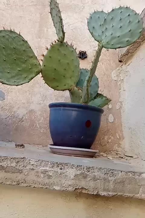 کاکتوس|گل و گیاه طبیعی|اسلام‌شهر, کاشانک|دیوار