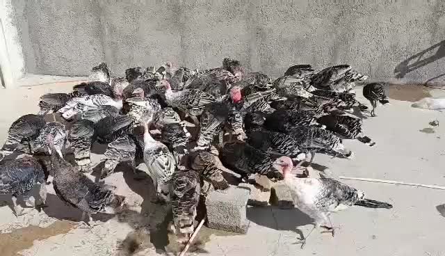 بوقلمون نر و ماده|حیوانات مزرعه|شیروان (لرستان), |دیوار