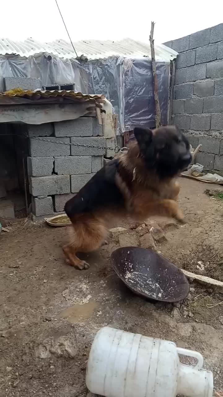 ژرمن نر|سگ|رشت, نظری|دیوار