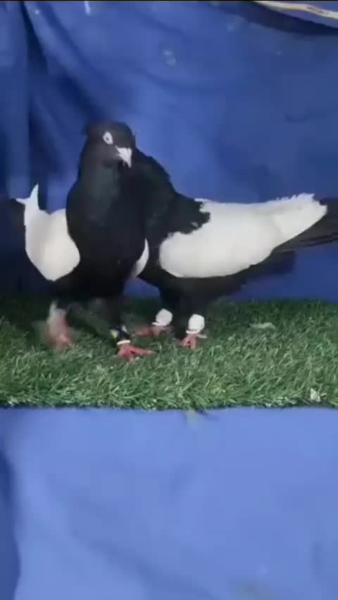 کبوترسینه ای واکسی|پرنده|داران, |دیوار