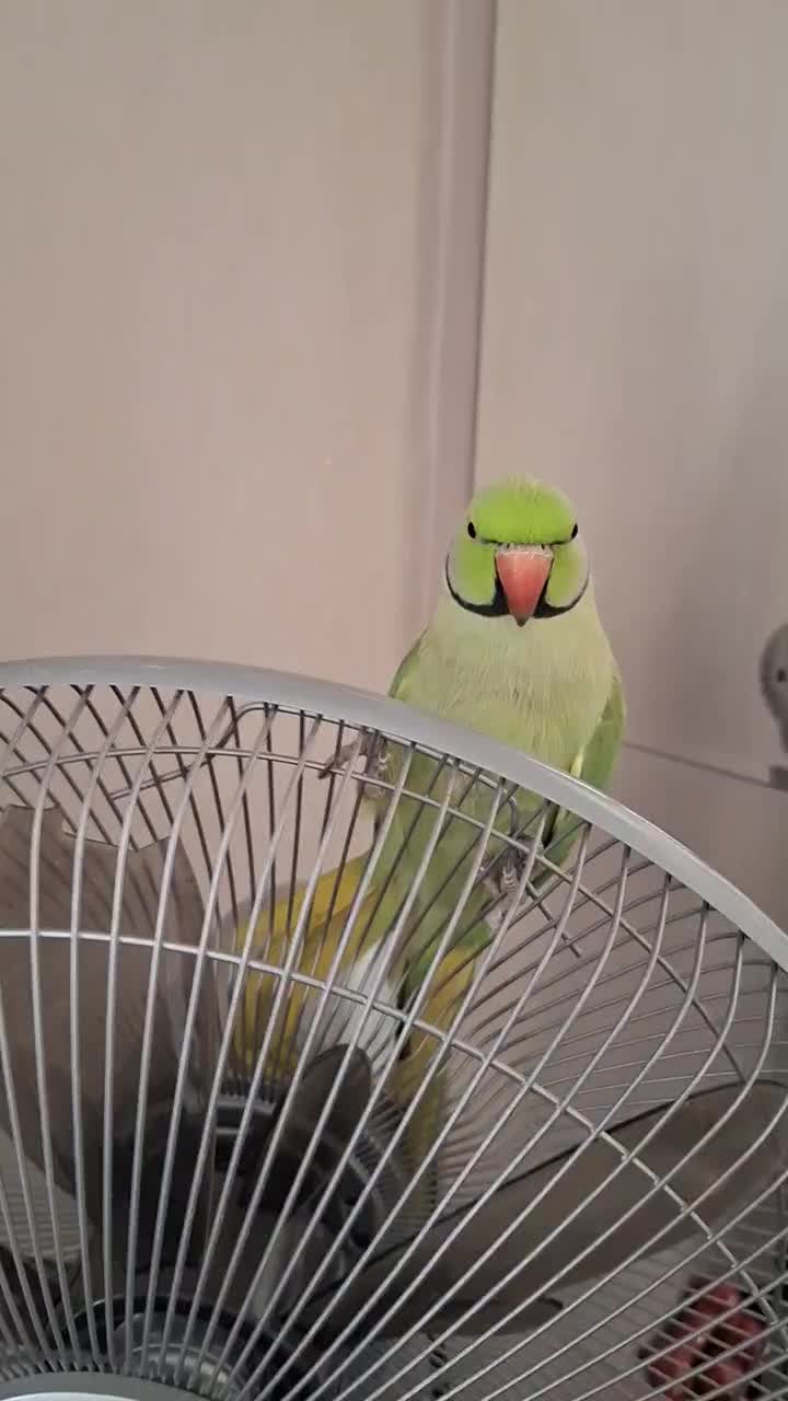 طوطی ملنگو|پرنده|تهران, جوانمردان (اندیشه)|دیوار