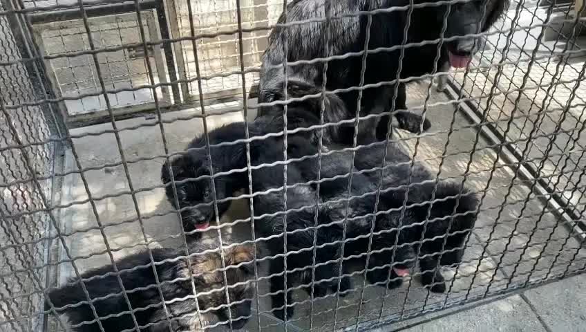 ژرمن کینگ تمام مشکی و توله دورنگ نر و ماده|سگ|تهران, خلیج فارس|دیوار