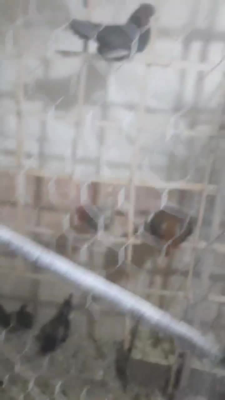 خروس چینی خوش رنگ سن بین ۶ماه الی ۱سال|حیوانات مزرعه|گناباد, |دیوار