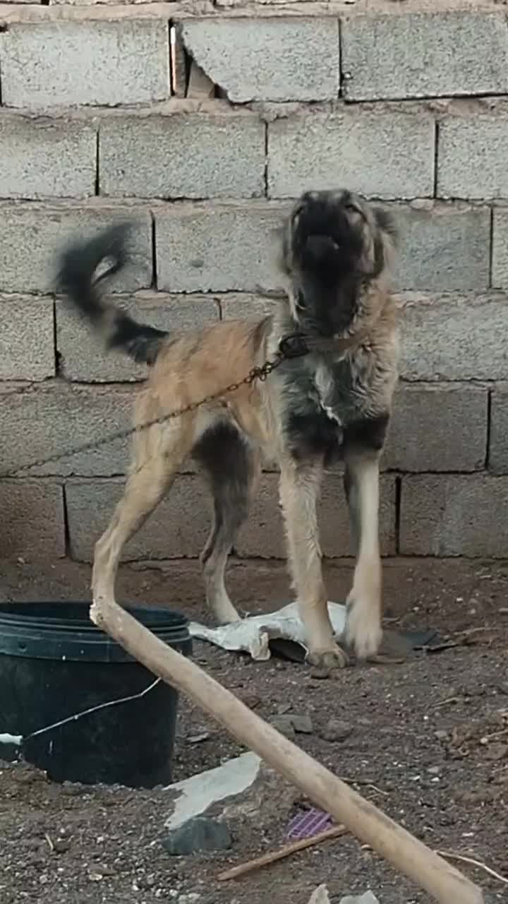 سگ  سرابی|حیوانات|رفسنجان, |دیوار