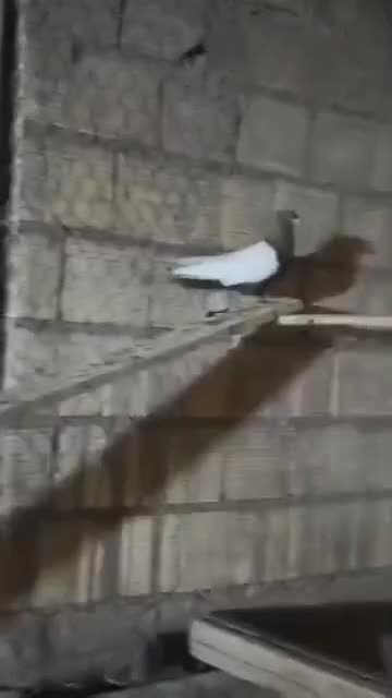 سینه دم سفید|پرنده|شیراز, شهرک گلها|دیوار