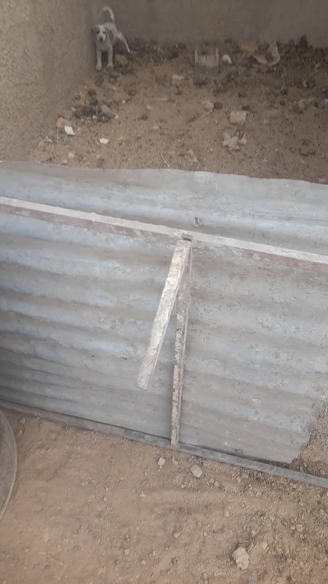 واگذاری توله سگ دو ماهه|سگ|زرندیه, |دیوار