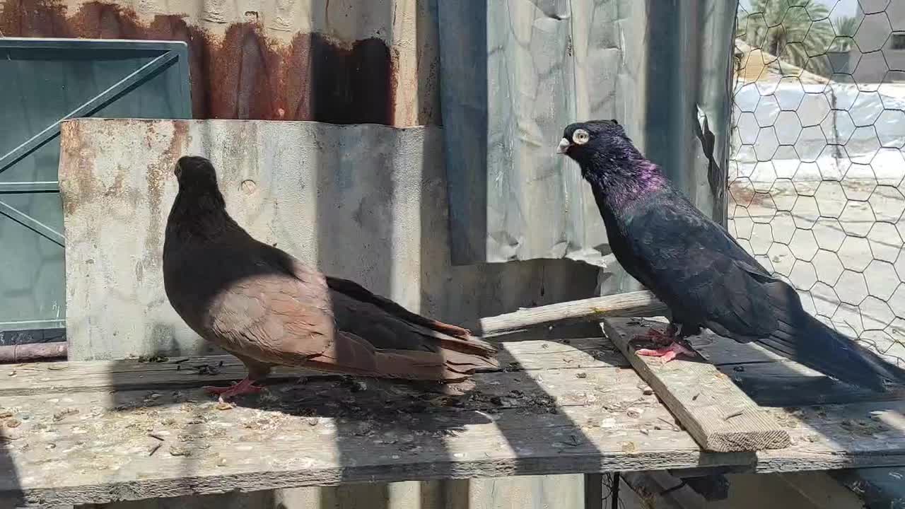 صرب نر|پرنده|خورموج, |دیوار