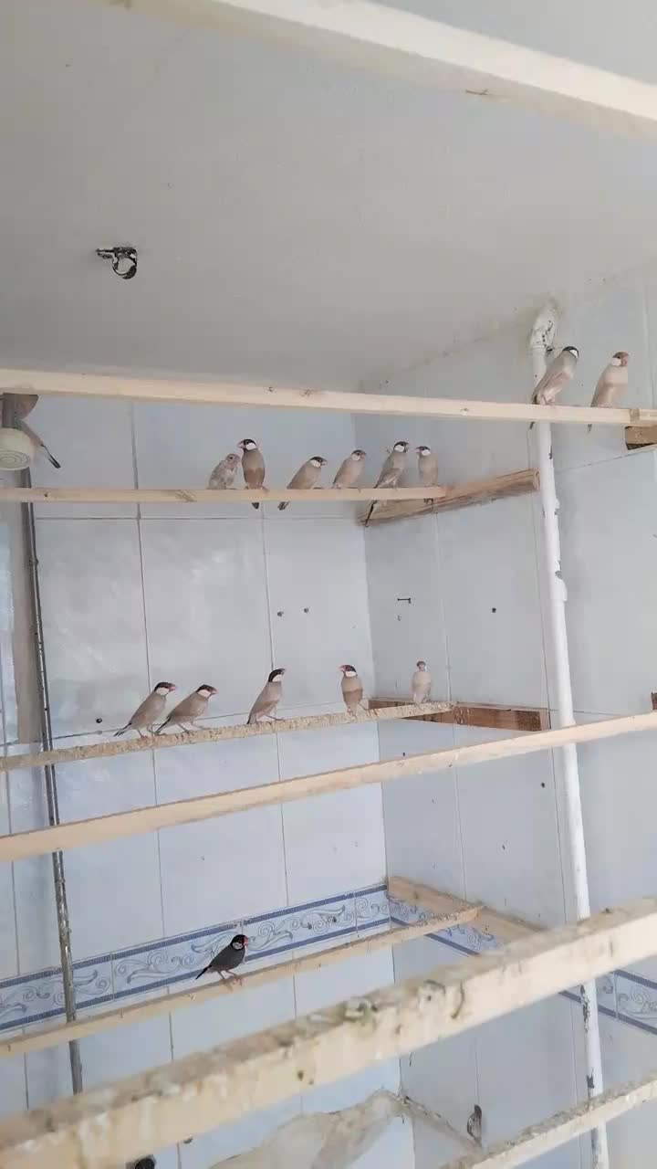 فنچ نرگس|پرنده|نیشابور, فردوس شمالی|دیوار