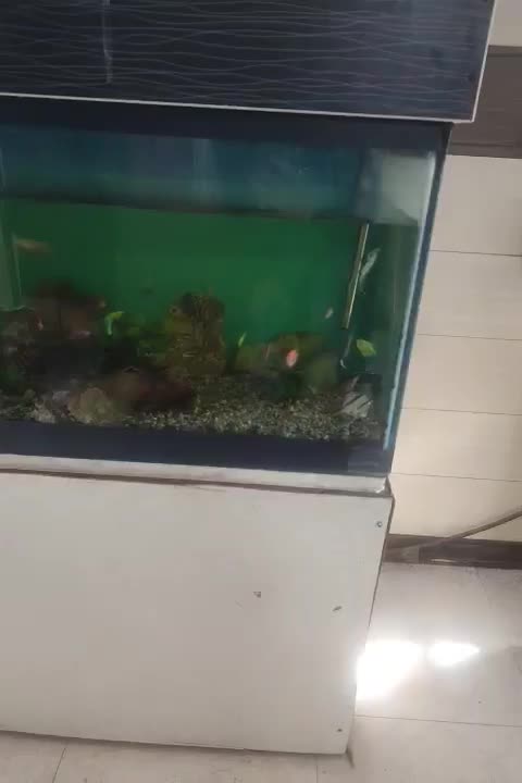 آکواریم|ماهی|همدان, |دیوار