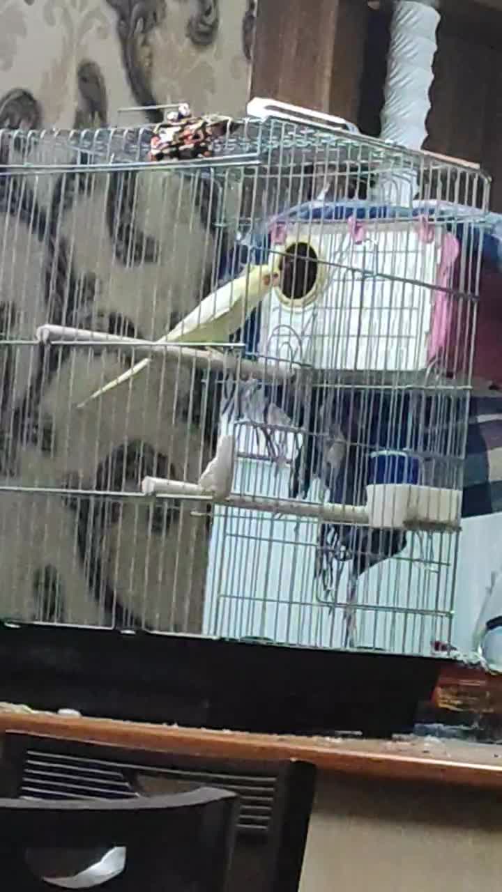 لوتینو زعفرانی مولد کار داده چهار تخم کم نظیر|پرنده|شاهرود, |دیوار