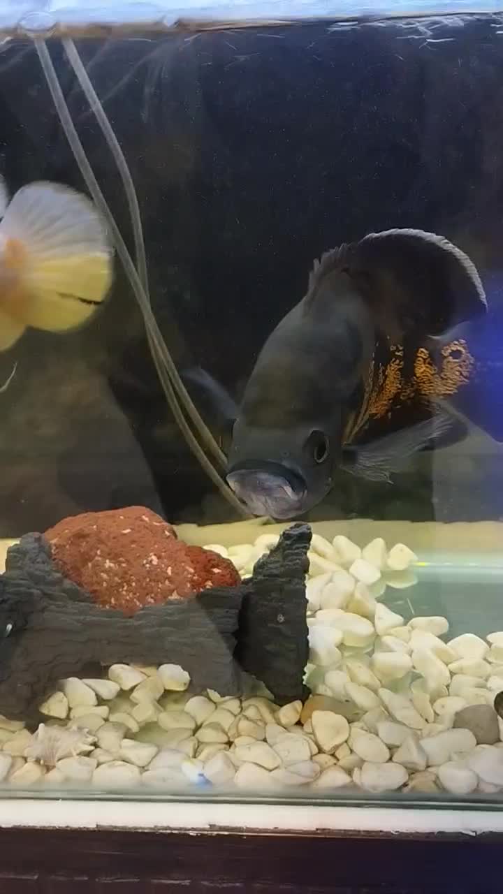 ماهی اسکار|ماهی|هشتگرد, شهرک صبا سوله|دیوار