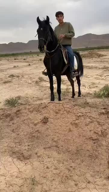 اسب|اسب و تجهیزات اسب‌سواری|کرمان, |دیوار