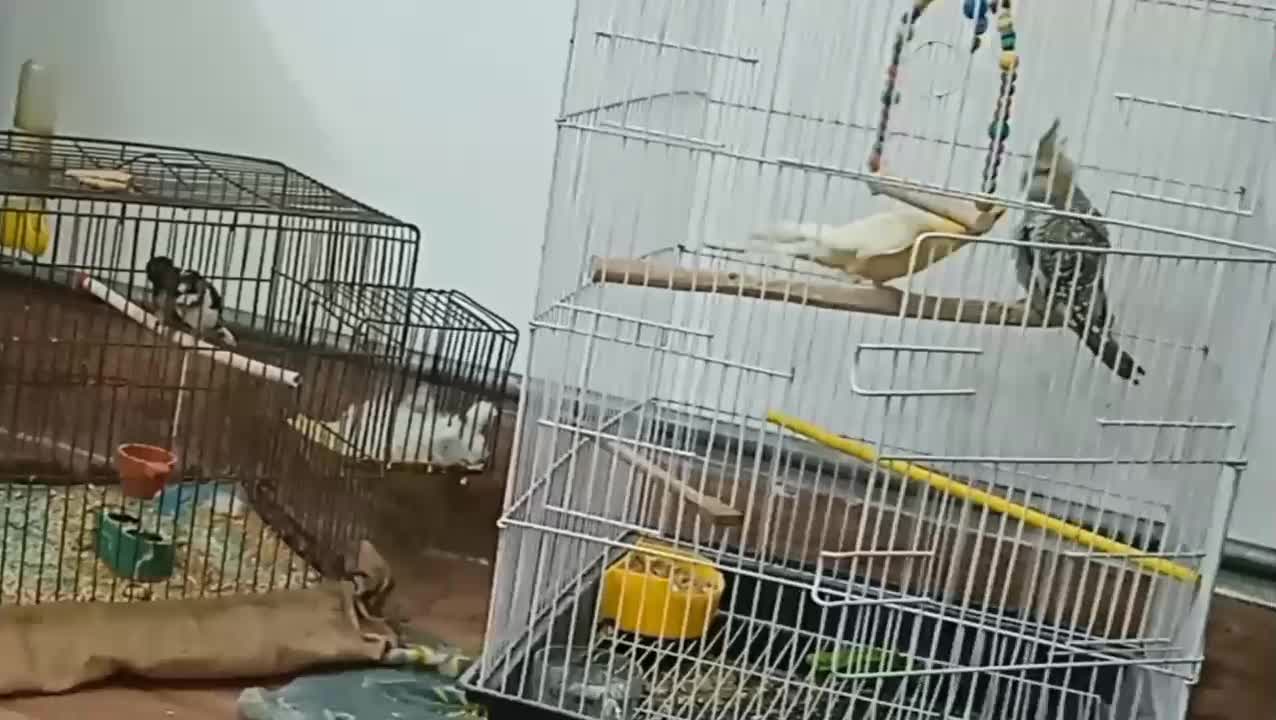 فروشی|پرنده|مشگین شهر, |دیوار