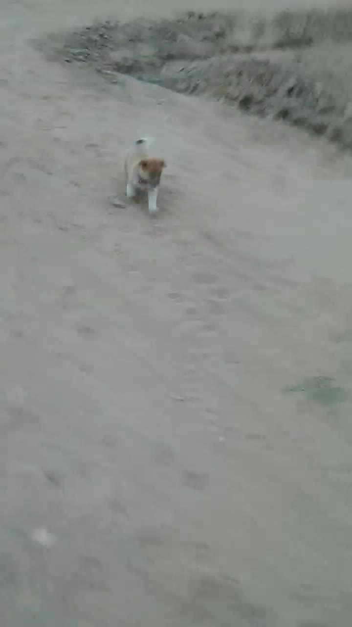 باچیزیم ماملعه می کونم|سگ|کاشان, کارگر|دیوار