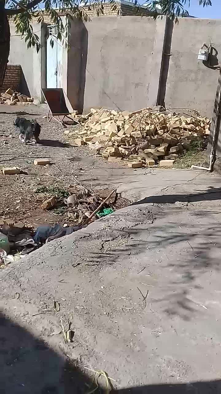 سگپاپی|سگ|زاوه, |دیوار