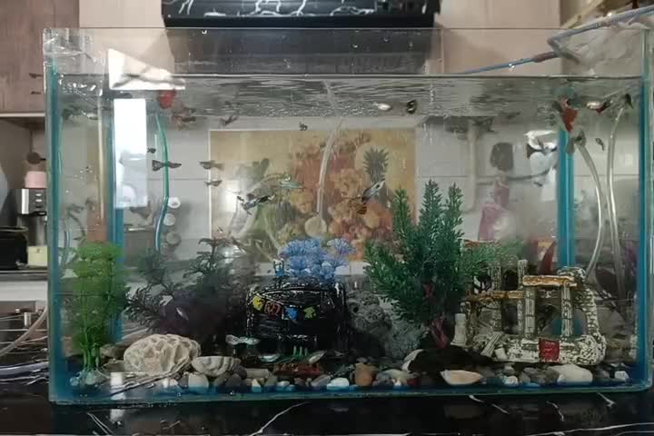 ماهی گوپی|ماهی|شیراز, کفترک|دیوار