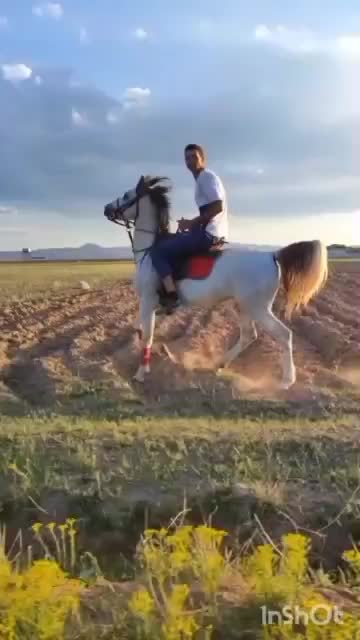 اسب|اسب و تجهیزات اسب‌سواری|کوهسار (البرز), |دیوار