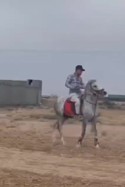اسب|اسب و تجهیزات اسب‌سواری|مبارکه, |دیوار