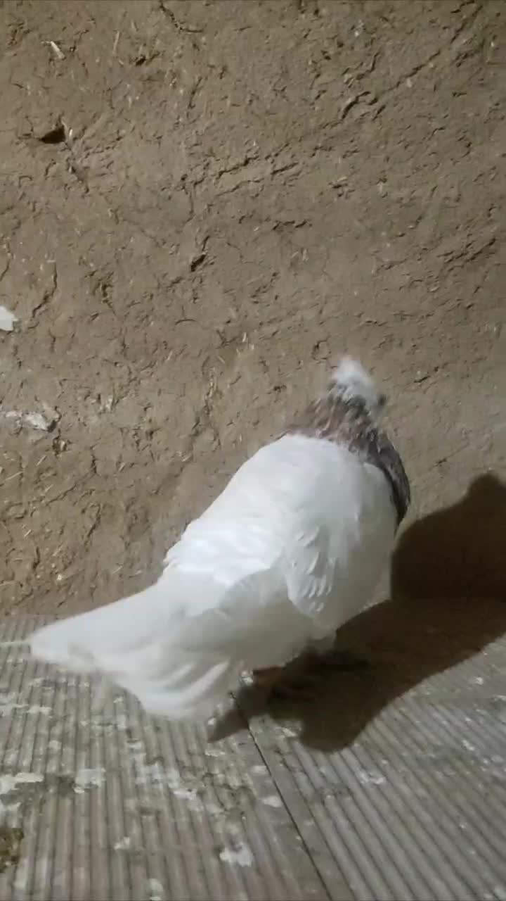 کفتر طوقی نر هفترنگ|پرنده|اصفهان, محمودیه|دیوار