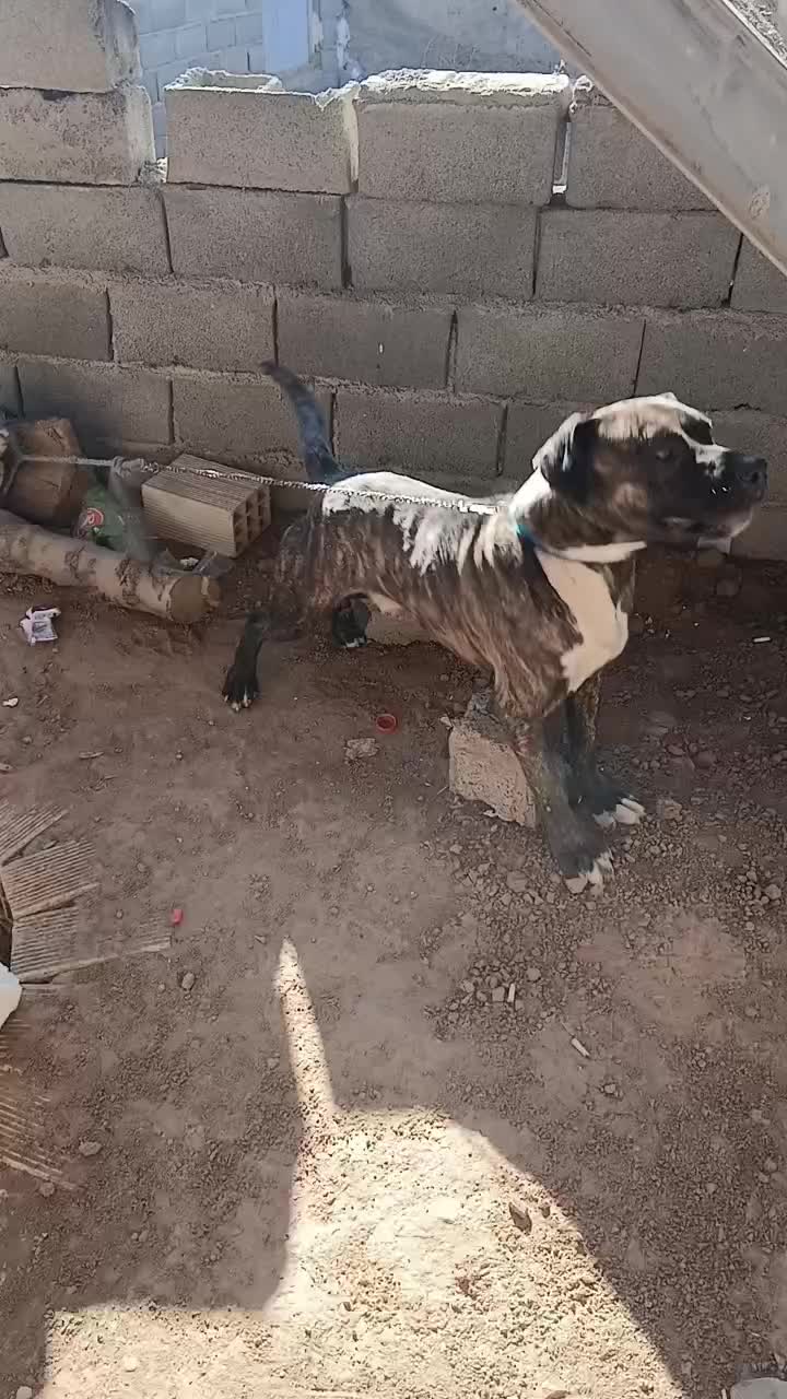 سگ‌پیتبول‌سرابی آمریکن ژرمن هاسگی|سگ|هشتگرد, شهرک وحدت|دیوار