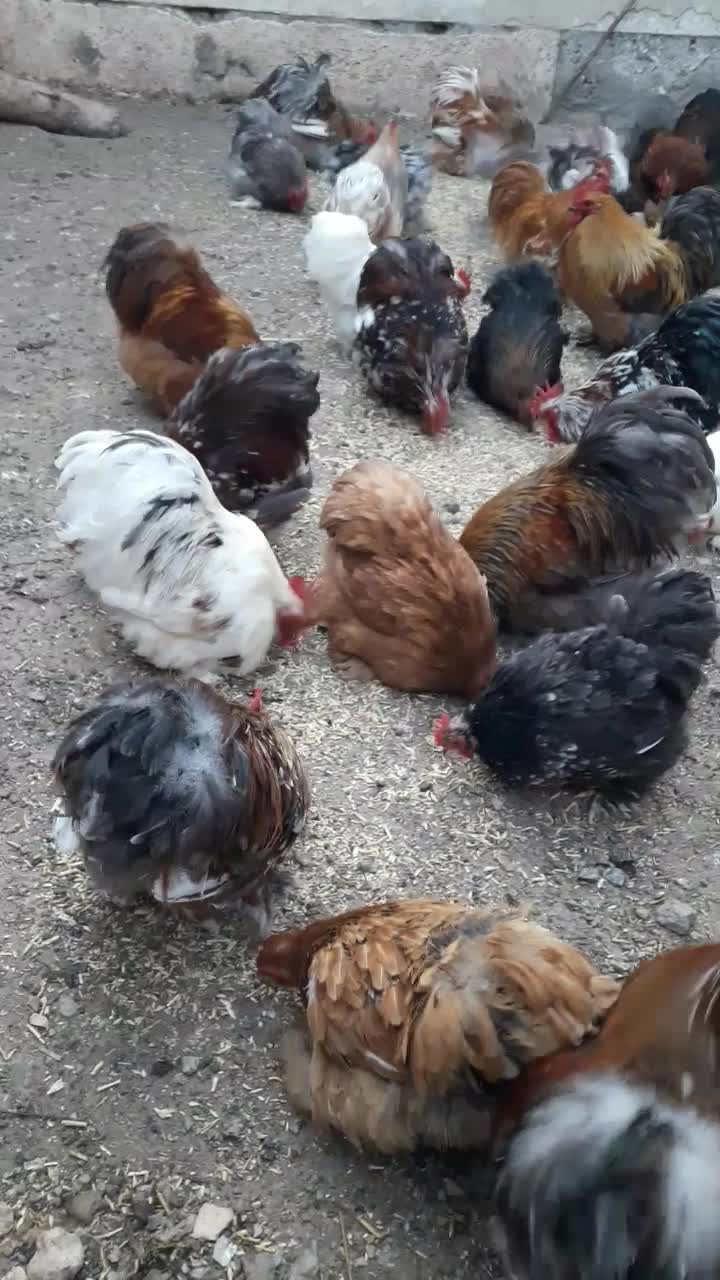 مرغ و خروس کوشین|حیوانات مزرعه|سبزوار, امیر کبیر|دیوار