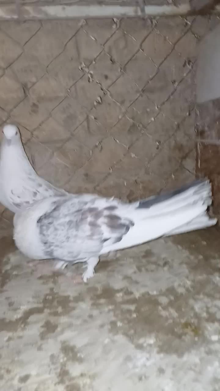 کبوتر|پرنده|تکاب, |دیوار