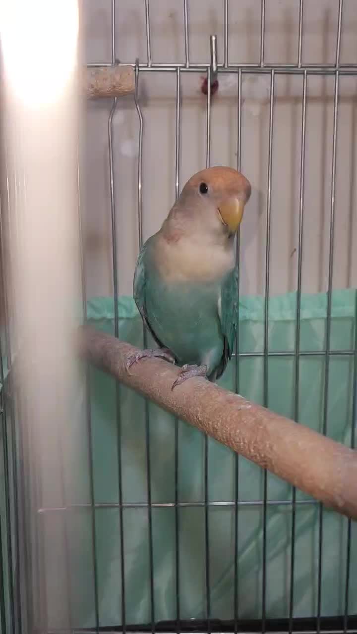 جفت کوتوله برزیلی مولد رنگ خاص با جوجه و قفس،لوازم|پرنده|اسلامشهر, شهرک مصطفی خمینی|دیوار