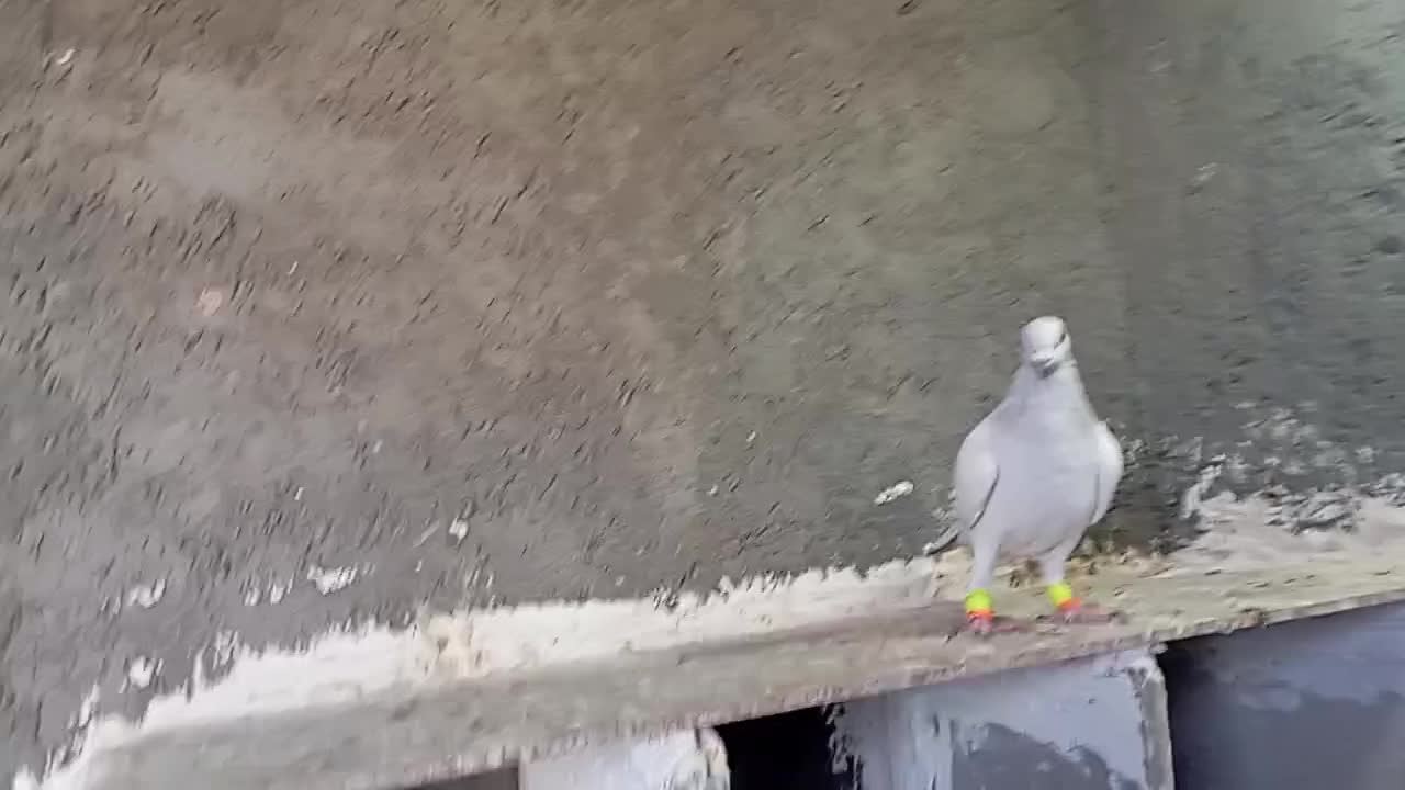 پاکستانی نر|پرنده|نوده انقلاب, |دیوار