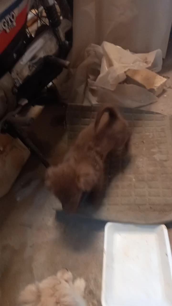 سگ اشپیز|سگ|یزد, |دیوار