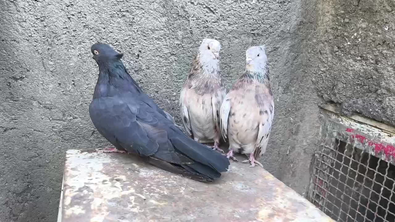کفتر زاغ ماده|پرنده|کبودرآهنگ, |دیوار