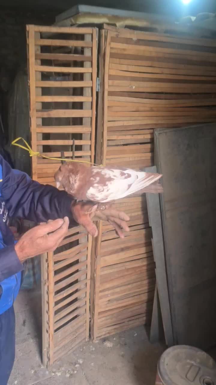 کبوتر راعبی سرخ دست آموز|پرنده|مشهد, عامل|دیوار