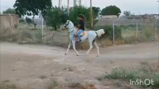 شوش|اسب و تجهیزات اسب‌سواری|شوش, |دیوار
