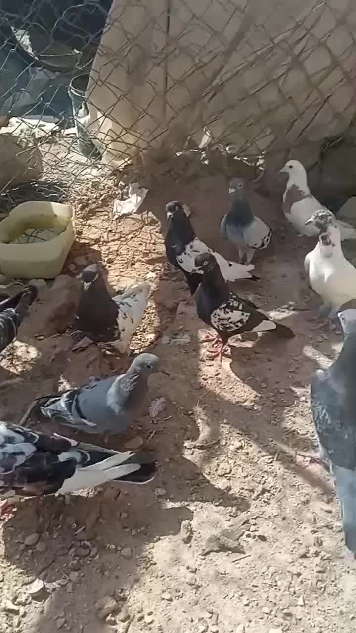 کبوتر|پرنده|شیروان (خراسان), |دیوار