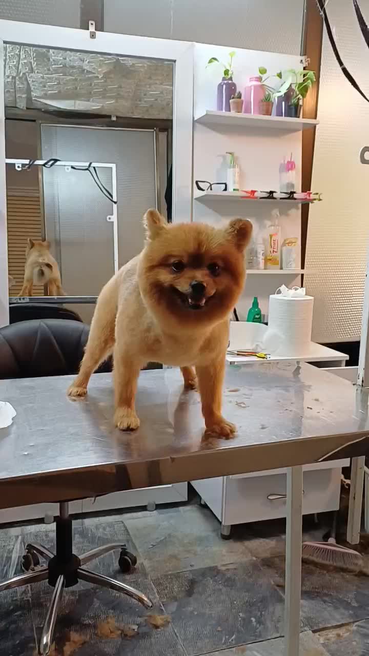 کوتاهی اصلاح و پیرایش حیوانات خانگی(سگ و گربه)|خدمات پیشه و مهارت|مشهد, آبکوه|دیوار