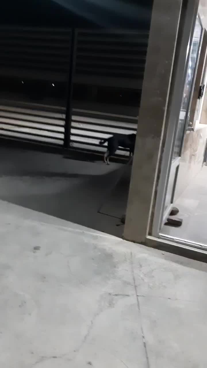 سگ نکهبان|سگ|اسلامشهر, شهرک محمدیه|دیوار