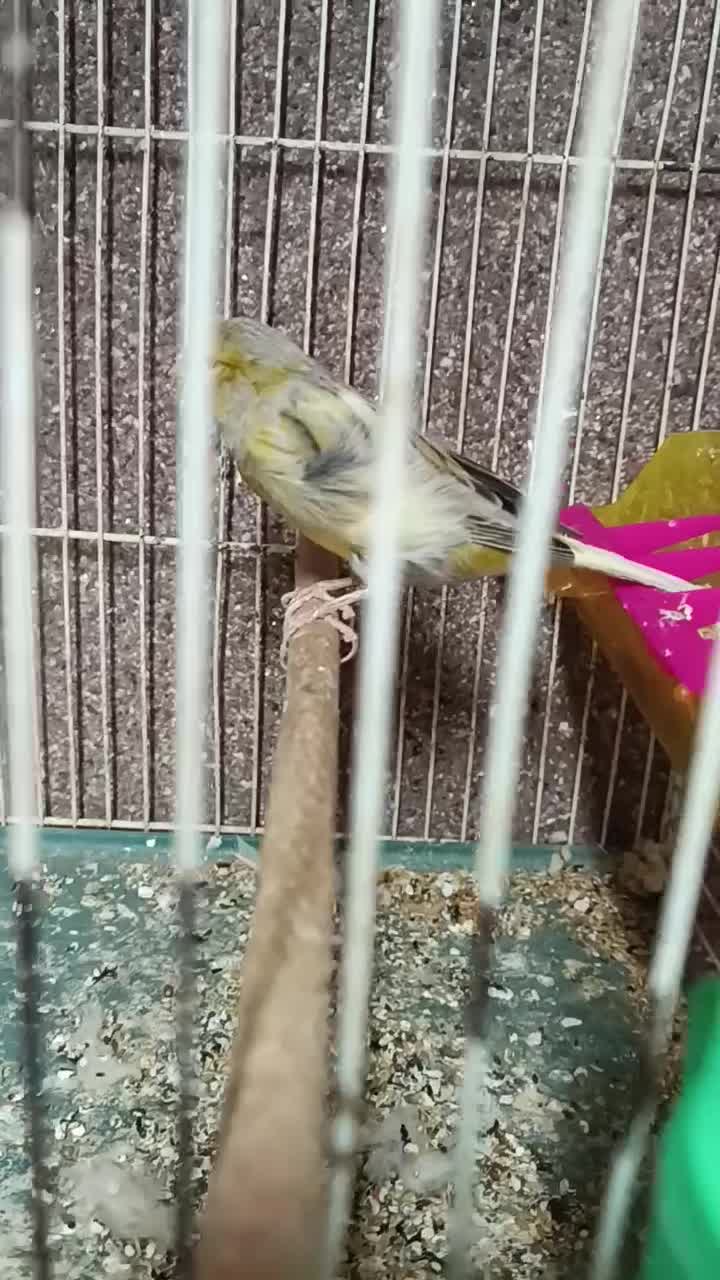 قناری نر اوپال زرد|پرنده|مشهد, رضاشهر|دیوار