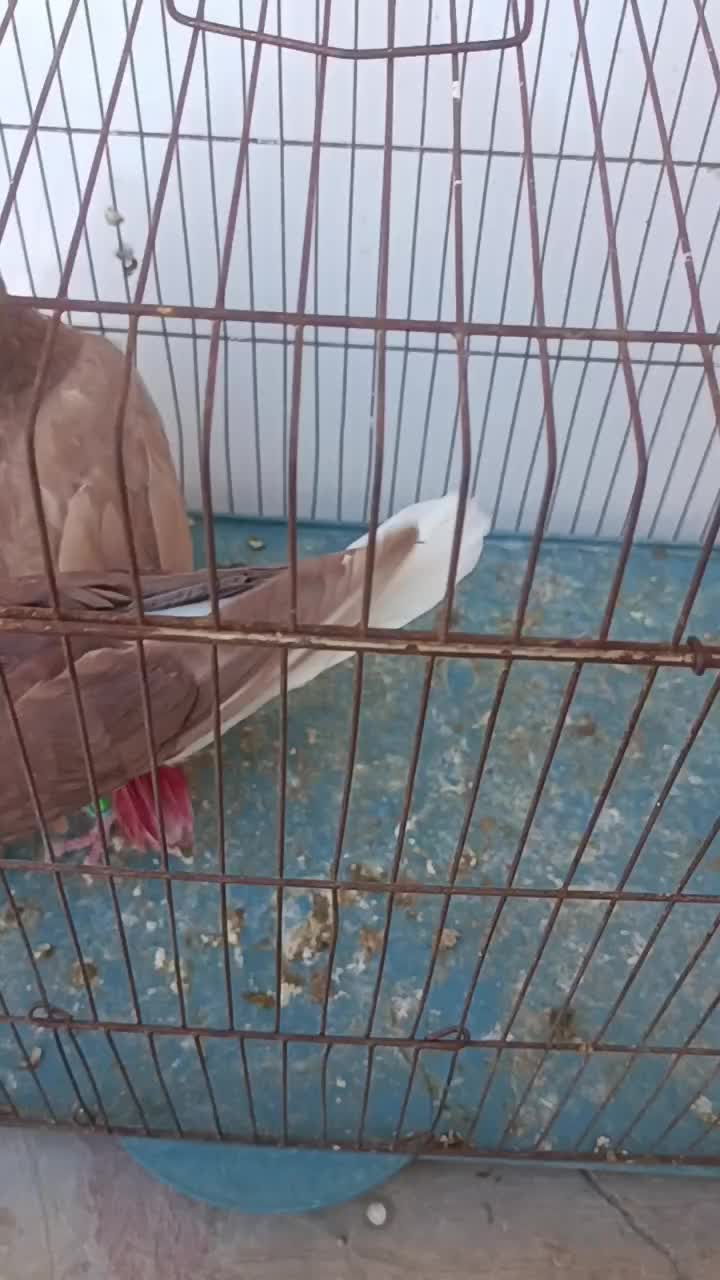 جفت شهری سرخ و زرد|پرنده|شیراز, محمدیه|دیوار