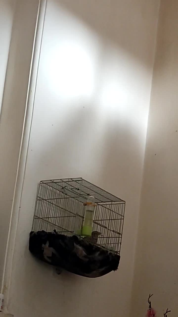 سهره خاکی|پرنده|بروجرد, |دیوار