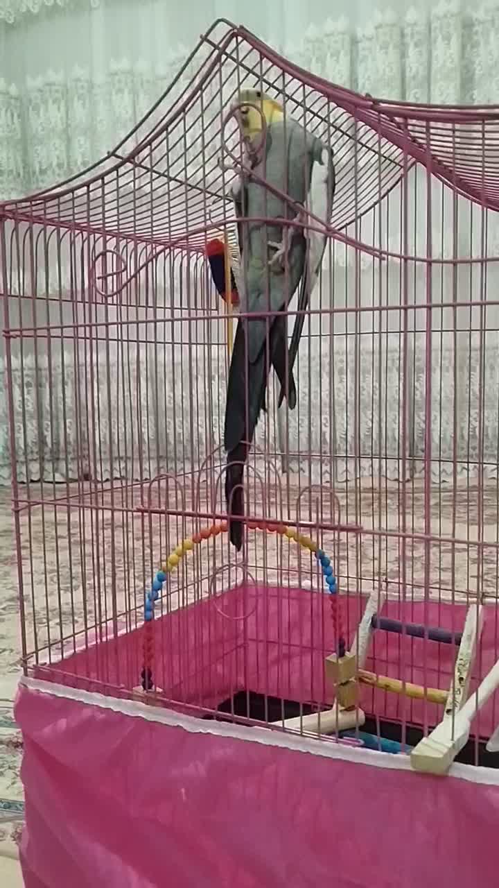 عروس هلندی|پرنده|ساوه, |دیوار