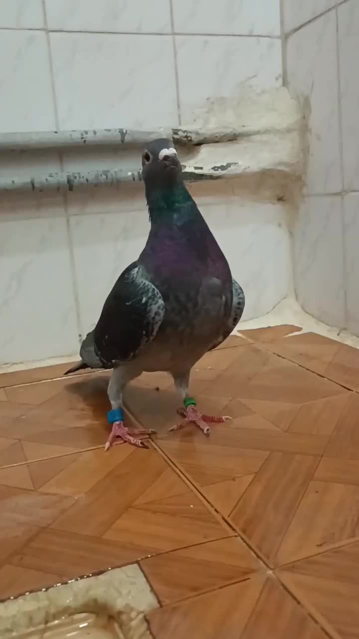 پلاکی چاپی مسافتی ماده|پرنده|بهبهان, |دیوار