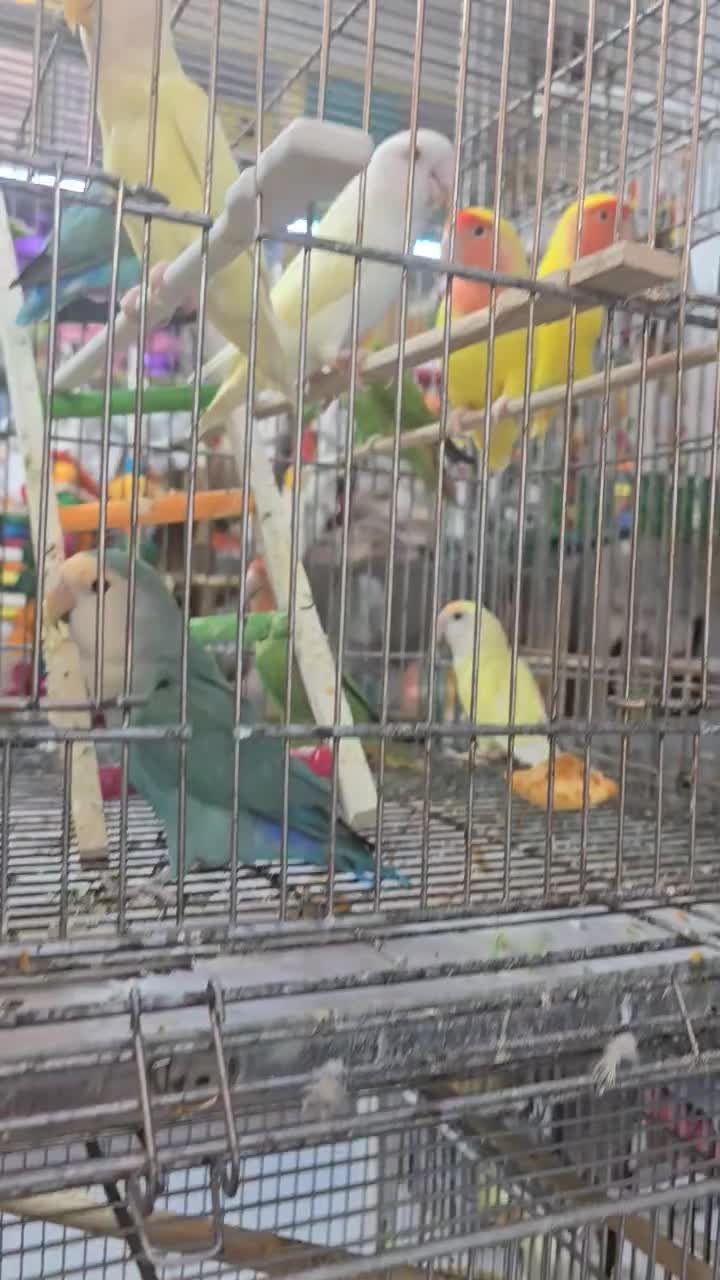 دنیای طوطی برزیلی از جوجه تا بالغ|پرنده|تهران, نارمک|دیوار